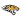 Towson Tigers (N)